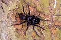 Atypus_piceus_P1081_Z_90_Les Gris_Frankrijk